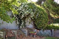 Bacs à compost et arbustes en surplomb - Breedenbroek, Nouvelle-Zélande