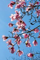 Magnolia sprengeri var. diva