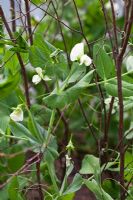 Pisum sativum 'Douce Provence' - Petits pois en fleur, soutenus par des rameaux de brindilles