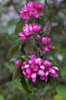 Malus x heterophylla 'Red Flesh'