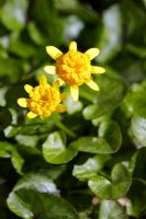 Ranunculus ficaria 'Collarette' - Petite chélidoine