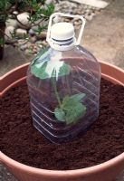 Une cloche de cloche, ou une grande bouteille en plastique avec la base retirée, est idéale pour donner aux courgettes, courgettes, concombres et autres plantes un effet 'serre' pour les faire démarrer.