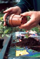 Plantation de tomates - Retirez suffisamment de compost pour faire un trou de plantation de bonne taille dans le sac de culture, placez chaque plante au milieu du trou et fermez doucement en position