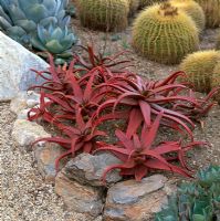 Plantes tolérantes à la sécheresse, y compris l'aloès rouge et Echinocactus grusonii - Barrel Cactus dans Gravel Garden