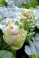 Rheum rhaponticum - Fleur de rhubarbe en bouton