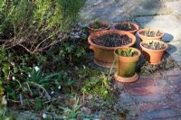 Cache-pots en terre cuite avec pousses du début du printemps. Maison Pembury, Clayton
