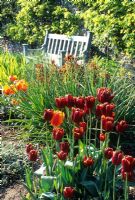 Tulipa dans les parterres de couleurs chaudes au printemps
