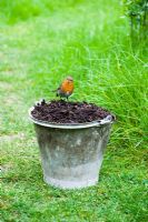 Robin sur seau de compost de jardin