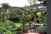 Jardin de campagne et terrasse sous pergola en bois avec Vitis vinifera 'Purpurea' et Rosa 'Greensleeves '. Melianthus en premier plan, Sedum en pot. Christchurch, Nouvelle-Zélande