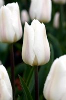 Tulipa 'White Marvel'