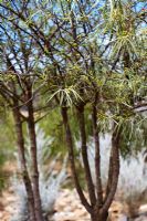 Eremophila longifolia - Berrigan. Peut atteindre 7 à 8 mètres de hauteur mais est souvent beaucoup plus petit. Originaire d'Australie.