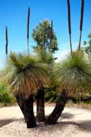 Kingia australis - Kingia, originaire du sud-ouest de l'Australie.