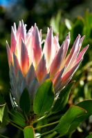 Protea cynaroides - Roi Protea