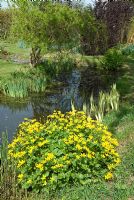 Caltha palustris - King Cup ou Marsh Marigold au bord de l'étang de jardin, Rushbrooke, Suffolk