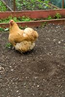Bol de bain de poussière causé par le poulet autorisé sur un parterre de jardin non protégé