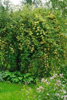 Rosa banksia 'Lutea' enveloppant et vieil arbre