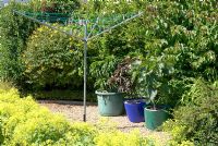Arbustes abritant une zone gravillonnée avec une corde à linge et des pots contenant du Ficus et du Prunus persicus - jardin NGS, Barrow Nook, Lancashire