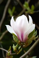 Magnolia Denudata 'Forrests Pink'