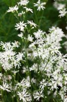 Lychnis flos-cuculi - Ragged Robin