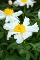 Paeonia lactiflora 'Ailes blanches'