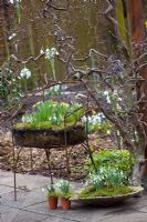 Pots d'hiver à côté de Corylus - Noisetier. Vieille chaise plantée de Galanthus - Perce-neige et mousse