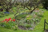 Parterre de printemps dans un verger contenant des pommiers sous-plantés de jonquilles, de pivoines, de myosotis, de primevères et de muscari à Hergest Croft