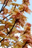 Acer pseudoplatanus 'Brilliantissimum', feuillage de printemps