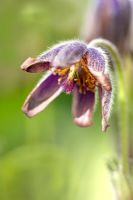 Pulsatilla vulgaris 'Styriaca' - Fleur de Pasque de Styrie