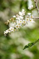 Prunus padus 'Watereri' - Cerisier des oiseaux