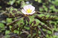 Podophyllum hexandrum en mai