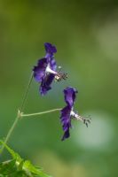 Geranium phaeum 'Raven'