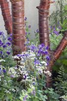 Prunus serrula, Anthriscus sylvestris 'Ravenswing' et Aquilegia 'Blue Barlow' - Le jardinier inattendu, médaillé d'or - RHS Chelsea Flower Show 2010