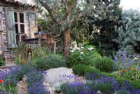 Jardin de style méditerranéen avec des rangées de Lavandula - Lavender sous un olivier et Paeonia, Rosmarinus et Borage. Le L ' Occitane Garden, médaillé d'argent au RHS Chelsea Flower Show 2010