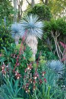 Yucca rostrata sous-plantée d'iris 'Action Front' dans le jardin des investissements étrangers et coloniaux - Médaille d'argent doré, RHS Chelsea Flower Show 2010