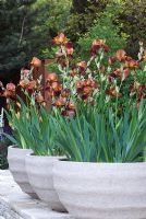 Iris 'Action Front' dans des pots ronds en pierre. The Daily Telegraph Garden, Best in Show, médaillé d'or, Chelsea Flower Show 2010