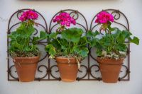 Pelargoniums roses dans des pots en terre cuite fixés au mur, RHS Chelsea Flower Show 2010