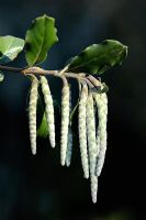 Garrya elliptica - Bush à pompon en soie