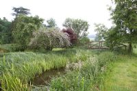 Petite passerelle en bois à l'île sur le lac avec Buddleja alternifolia, Acer japonica, joncs et herbes sauvages. maison au bord du lac