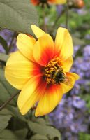 Dahlia 'Moon fire' et abeille collectant le pollen