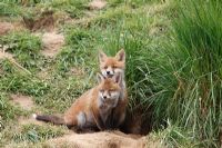 Vulpes vulpes - Fox cubs assis à l'entrée de la terre