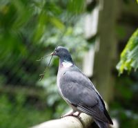 Columba palumbus - Pigeon ramier portant des rameaux pour la construction du nid