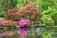 Azalée, Acer, Chusquea - Bambou autour de l'étang à Exbury Gardens, Hampshire, mai