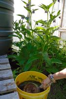 Un seau de consoude liquide fait maison avec la plante mature, Symphytum officinale derrière