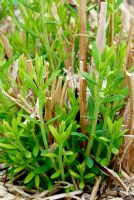 Melaleuca alternifolia - Repousse des taillis d'arbre à thé