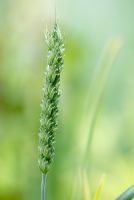 Triticum aestivum - Épi de blé