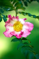 Rosa roxburghii - Burr rose