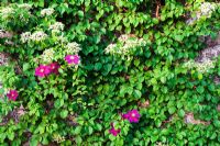 Hydrangea anomala subsp. petiolaris sur le mur avec Clematis 'Niobe' dans la cour de l'allée. Mathern House, Mathern, Monmouthshire, Pays de Galles. Début juin. Ouverture du jardin pour le programme des jardins nationaux.