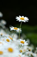 Anthemis Punctata Cupaniana - Fleurs de camomille sicilienne