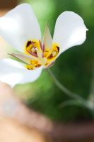 Calochortus nuttallii - Sego Lily