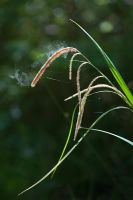 Carex pendula - carex pendulaire. Le pollen est libéré de l'herbe de carex dans la campagne anglaise